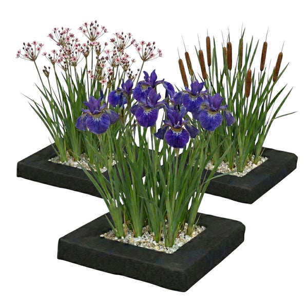 Drei schwimmende Pflanzeninseln für den Teich, quadratische Pflanzinseln bestückt mit Iris, Rohrkolben und Schwanenblume.