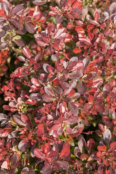 Berberis thunbergii 'Atropurpurea Nana', Blutberberitze, purpurrot, 25–30 cm