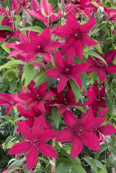 Clematis Hybride 'Rüütel', Waldrebe, dunkelrot, 60–100 cm