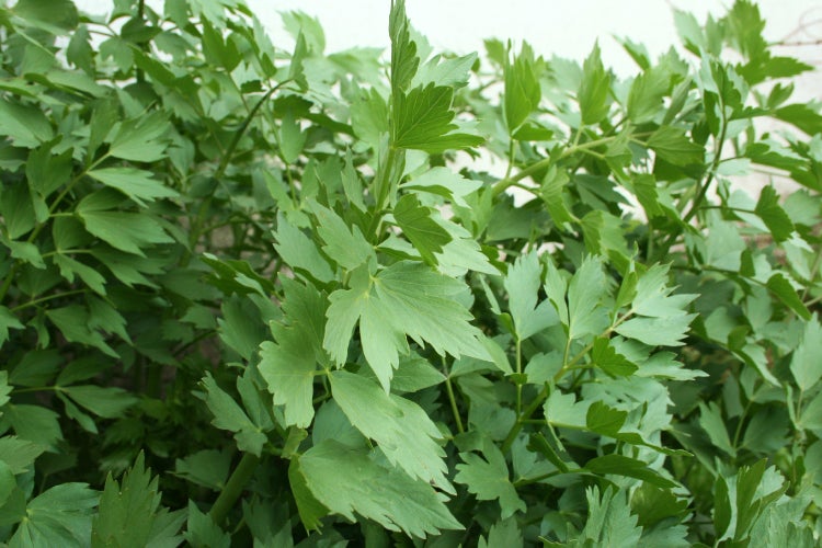 SAFLAX Anzucht Set - BIO - Liebstöckel - Levisticum officinale - 100 Samen - Mit Mini-Gewächshaus, Anzuchtsubstrat und 2 Töpfen