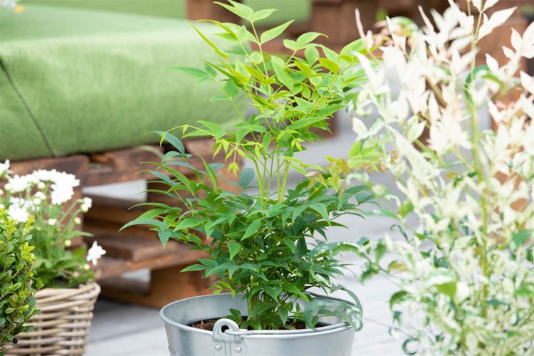 Nandina Hauspflanze im Metalleimer für den Innenbereich