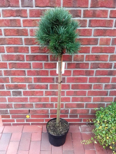 Pinus sylvestris Watereri- Stämmchen, Silber-Kiefer, Höhe inklusive Topf: 120-130 cm