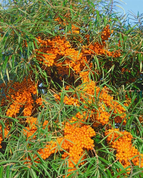 Hippophae rhamnoides 'Askola', Sanddorn, 40–60 cm, vitaminreich