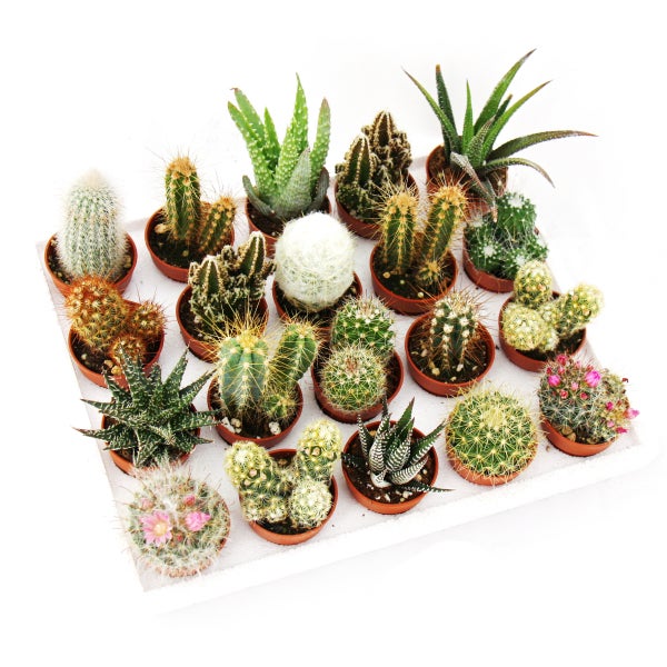 Mini-Kakteen und Sukkulenten - Set mit 20 Pflanzen