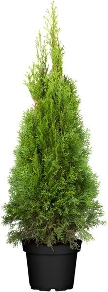 Thuja occidentalis 'Smaragd', Lebensbaum, immergrün, 80–100 cm