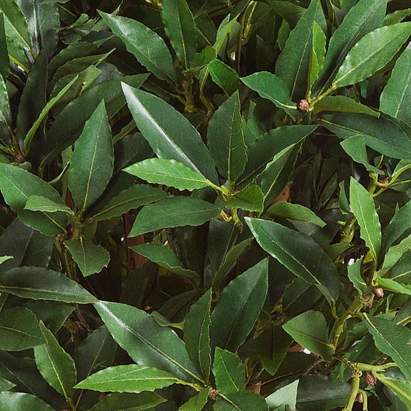 Nahaufnahme von grünen Blättern des Echten Lorbeers, Laurus nobilis.