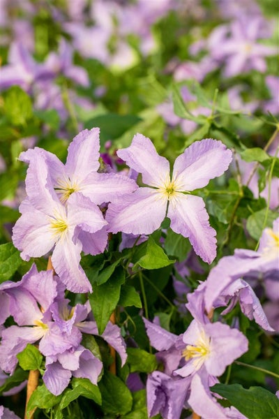 Nahaufnahme von Clematisblüten mit grünen Blättern