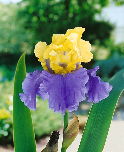 Gelb-blaue Schwertlilie im Garten