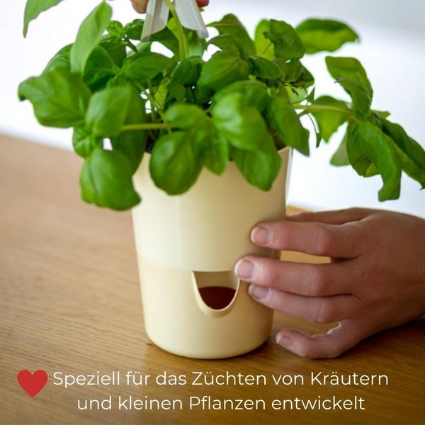 Kräutertopf mit Basilikum und Bewässerungssystem
