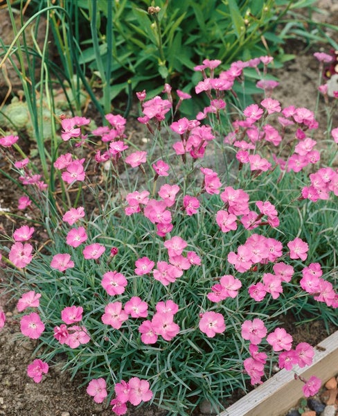 Dianthus gratianop. 'Eydangeri', Pfingstnelke, rosa, ca. 9x9 cm Topf