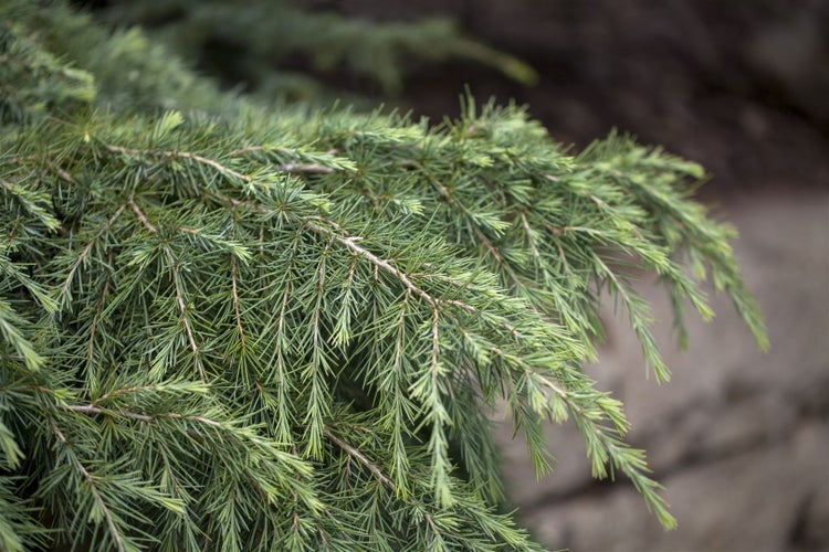 Cedrus deodara 'Feelin Blue', Himalaya-Zeder, blaugrün, 40 cm Stammhöhe