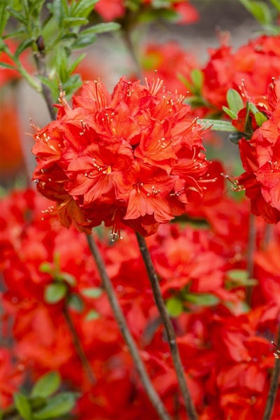 Rhododendron luteum 'Nabucco', leuchtend rot, 30–40 cm