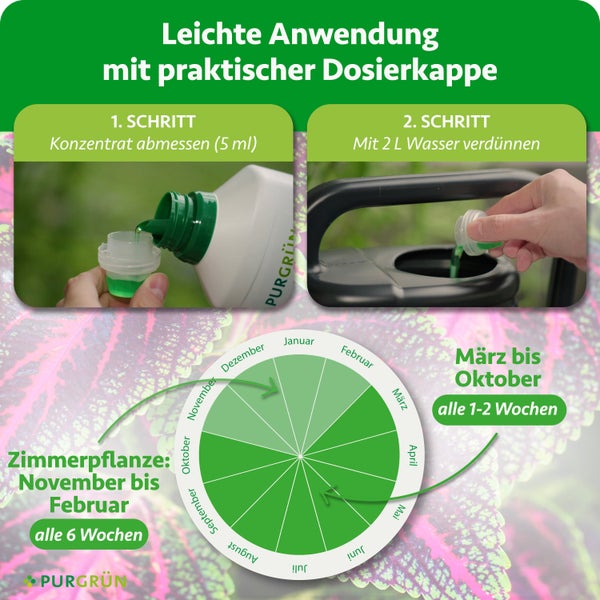 Japanischer Sagopalmfarn (Cycas revoluta) in grauen Kunststofftöpfen und Terrakottatöpfen in einer Gärtnerei.