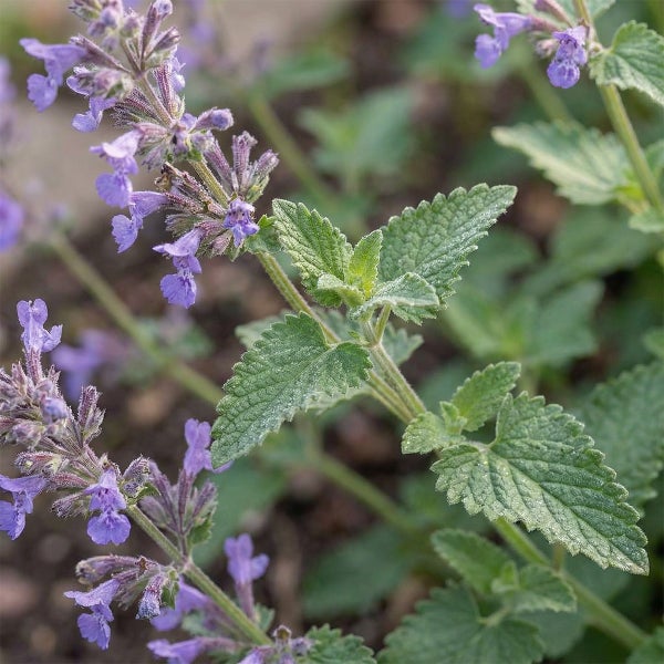 Nahaufnahme einer Katzenminze mit grünen gezackten Blättern und Ähren kleiner violetter Blüten.