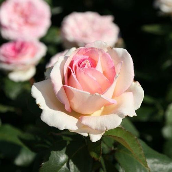 Nahaufnahme einer Rose mit Blütenblättern