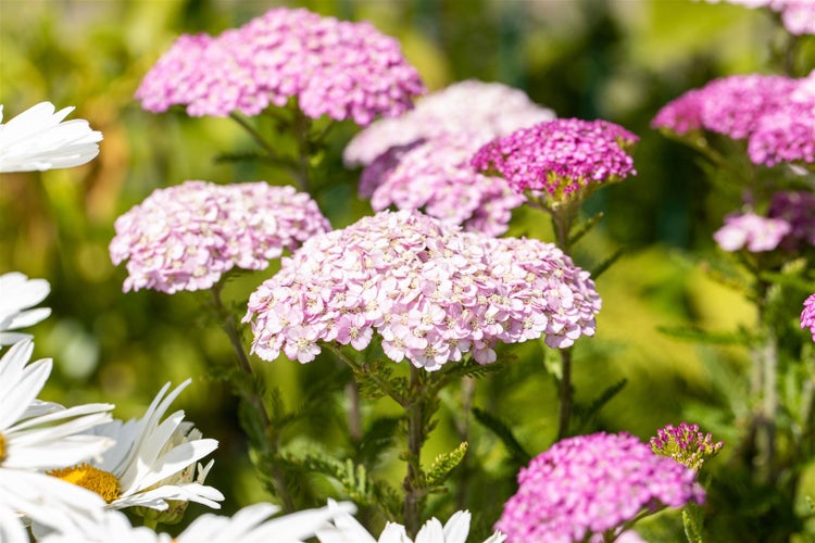 Achillea millefolium 'Apfelblüte', Schafgarbe, rosa, ca. 9x9 cm Topf