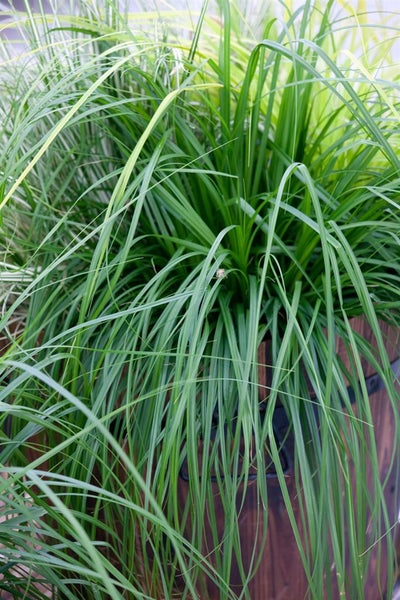 Carex foliosissima 'Irish Green', Ziergras, ca. 11x11 cm Topf