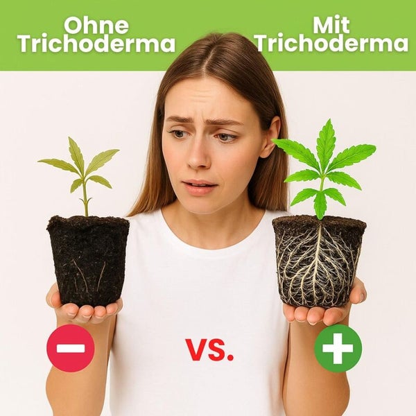 Vergleich von Pflanzen mit und ohne Trichoderma Mykorrhiza zur Förderung des Pflanzenwachstums