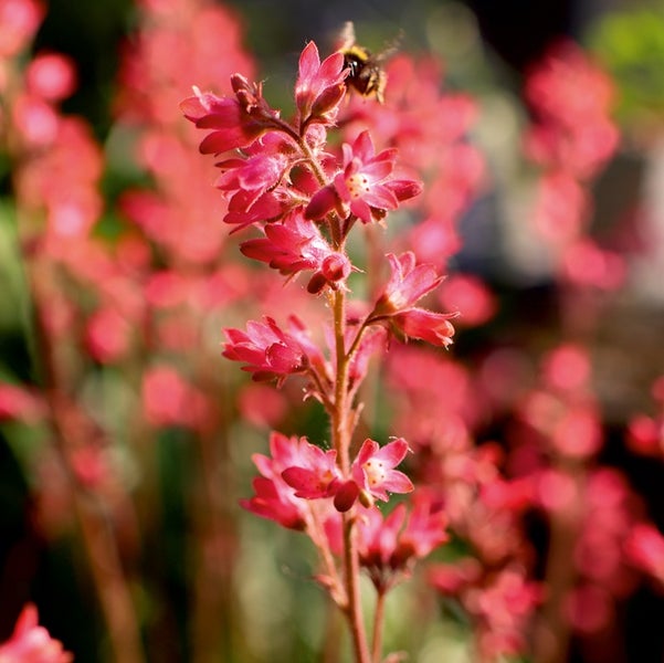 Nahaufnahme eines Purpurglöckchens mit roten Blüten an einem hohen Stängel und einer Hummel.