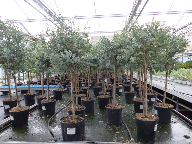 Eucalyptus Stamm Eukalyptusbaum, 90 - 120 cm, Pflanze winterhart