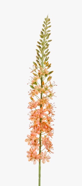 Steppenkerze Eremurus mit zahlreichen kleinen orangefarbenen Blüten an einem aufrechten Stängel.