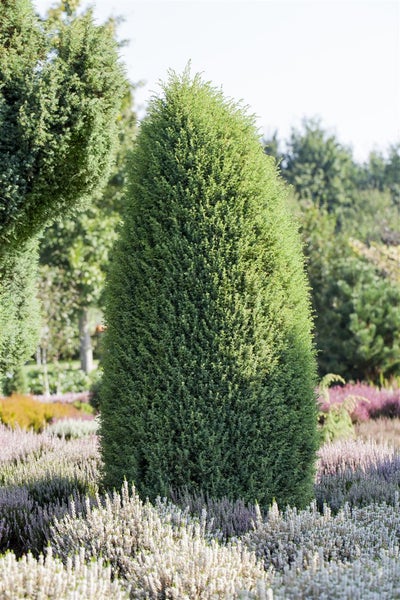 Juniperus communis 'Hibernica', Säulenwacholder, 60–80 cm