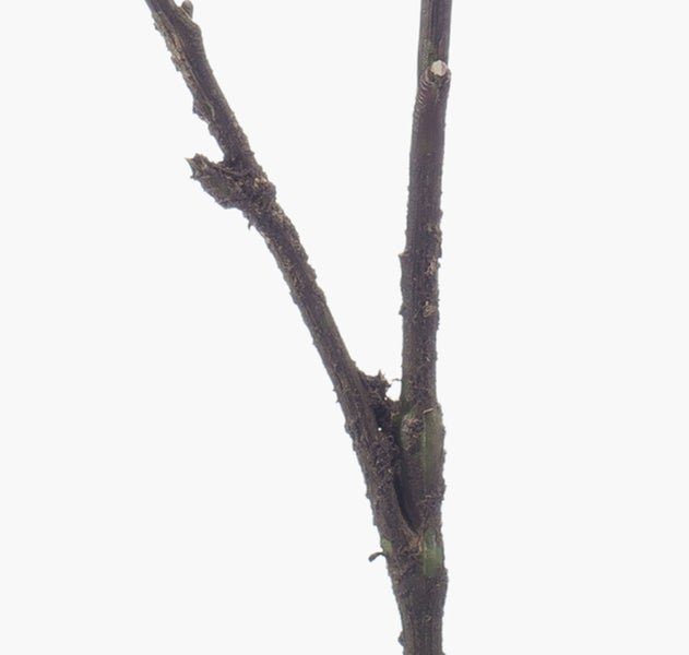 Künstliche Sukkulente Echeveria Zweig KALUPA, Burgunderrot, 50cm