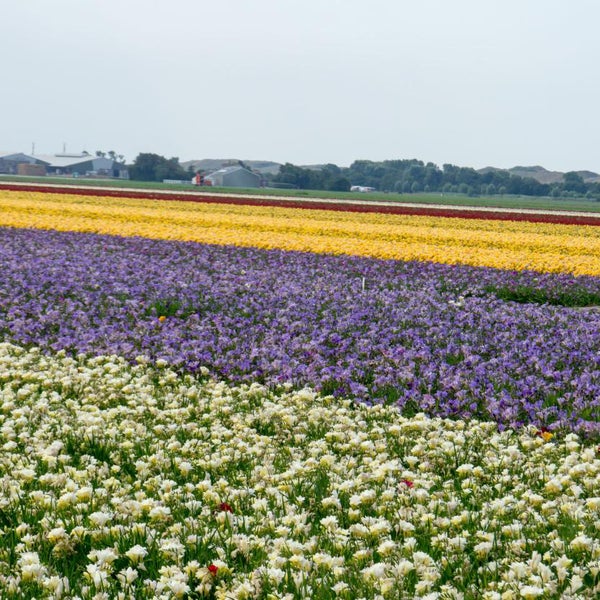 Bloomique - 50er-Mix - Freesien-Mix - Farbmischung - Blumenzwiebeln - mehrjährig - Sommerblüher - wird 30-45 cm groß
