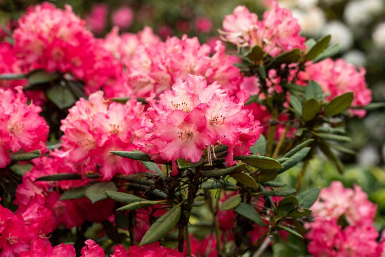 Rhododendron Hybr. 'Berliner Liebe', rosa Blüten, 30–40 cm