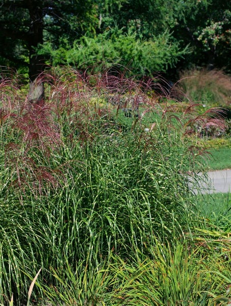 Miscanthus sinensis 'Little Zebra', Ziergras, gestreift, 3-5 Liter Container