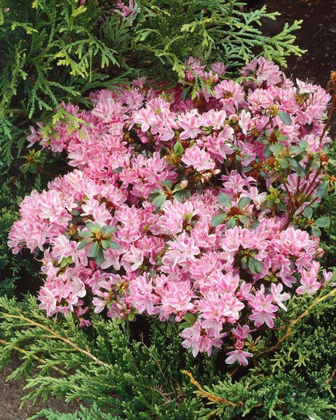 Azalee mit rosa Blüten im Garten