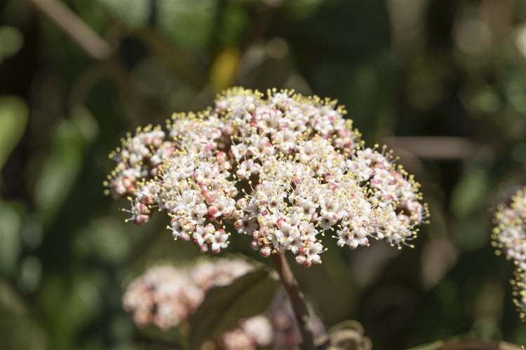 Viburnum rhytidophyllum, Immergrüner Schneeball, 40–60 cm