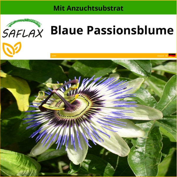 SAFLAX  - Blaue Passionsblume - Passiflora caerulea - 25 Samen - Mit keimfreiem Anzuchtsubstrat