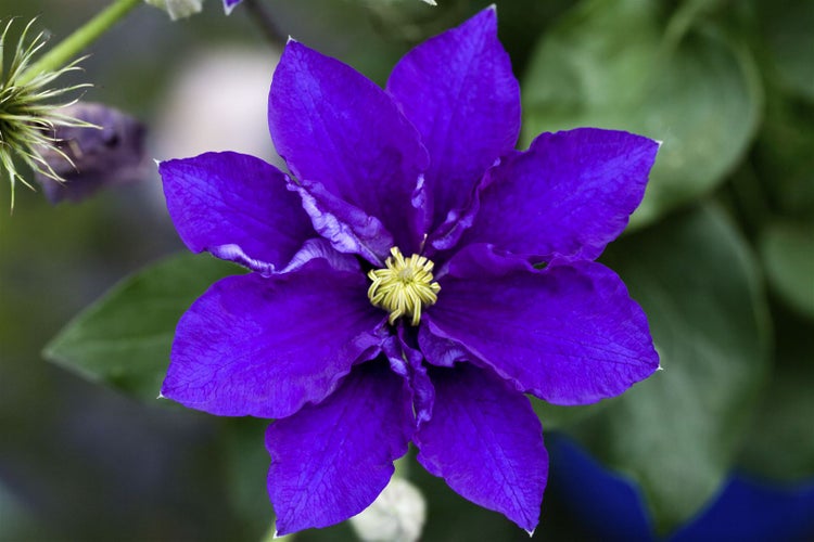 Clematis Hybride 'Diamantina', Klematis, gefüllt, 60–100 cm