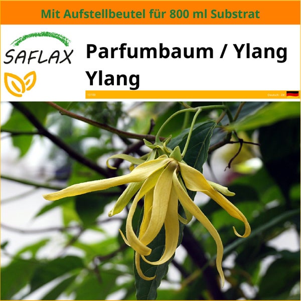 SAFLAX Garden in the bag - Parfumbaum / Ylang Ylang - Cananga odorata - 10 Samen - Mit Anzuchtsubstrat im praktischen, selbst aufstellenden Beutel