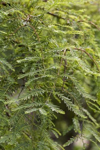 Metasequoia glyptostroboides, Urweltmammutbaum, 60–100 cm