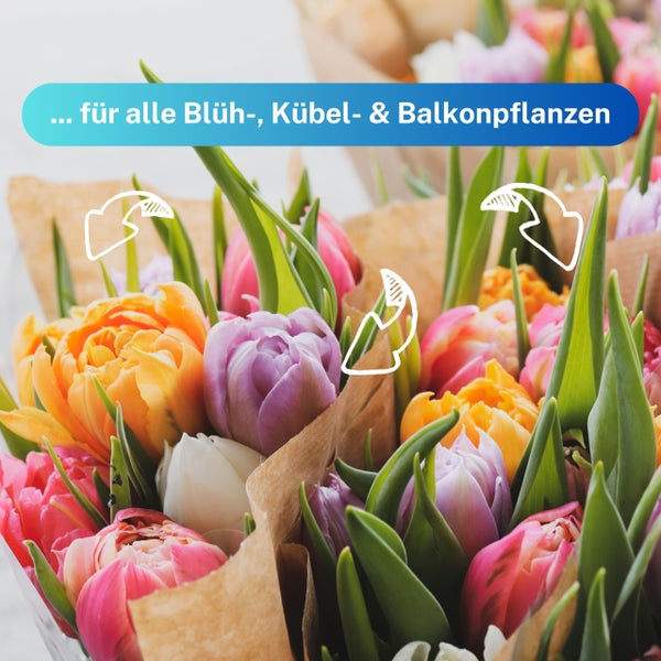 Greenyp 100x Blühpflanzen Düngestäbchen für alle Pflanzen mit Blüten I Universal NPK Blumendünger I Langzeitdünger mit Eisen und 3 Monate Düngekraft