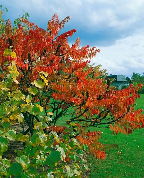 Essigbaum mit rotem Laub im Garten