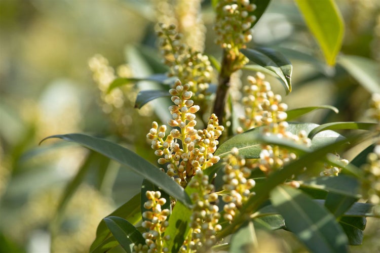 Prunus laurocerasus 'Otto Luyken', Kirschlorbeer, immergrün, 40–50 cm