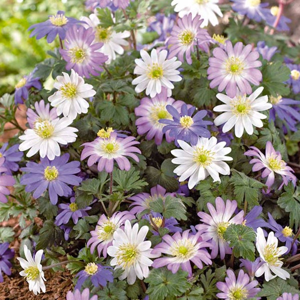 Bloomique – Mischung aus 50 – Anemone Blanda – Orientalische Anemone – Farbmischung – Blumenzwiebeln – Frühlingsblüte – mehrjährige Pflanzen – wird bis zu 10–15 cm groß