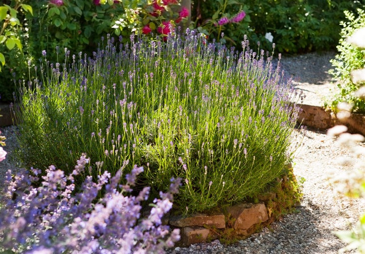 Lavandula angustifolia, Echter Lavendel, duftend, 2 Liter Container