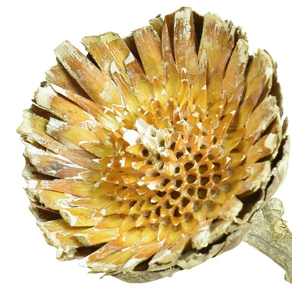 Getrocknete Banksia Blüte auf Stiel