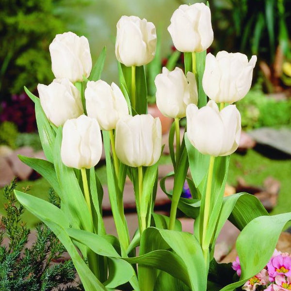 Nahaufnahme einer Gruppe weißer Tulpen mit grünen Stängeln und Blättern im Garten.