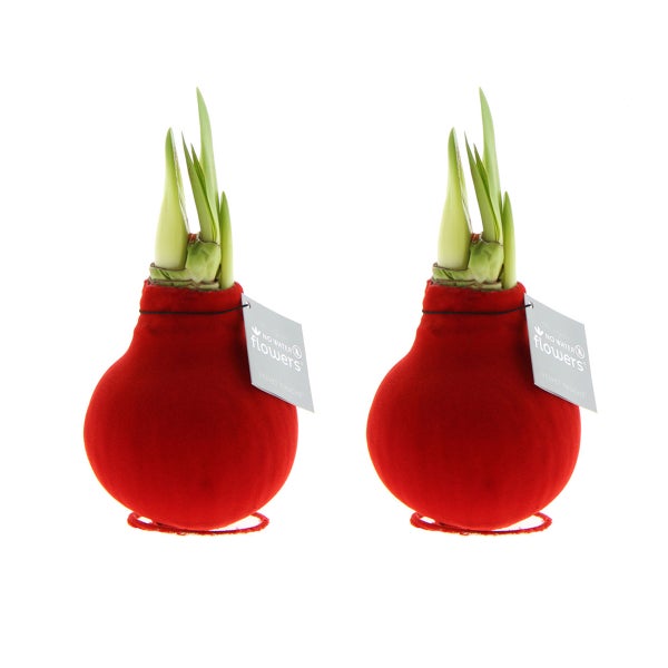 Bloomique – 2er-Set – Amaryllis-Zwiebel aus Wachs – rote Samtbeschichtung – Blumenzwiebel – keine Wasserblumen – Weihnachtsdekoration – 15–25 cm hoch bei Lieferung – wird bis zu 40–60 cm groß – 10 cm Durchmesser