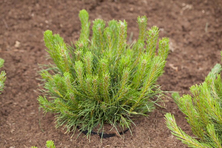 Pinus mugo 'Pumilio', Bergkiefer, kompakt, 40–50 cm