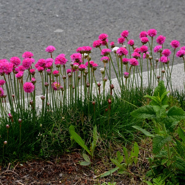 Rosa Strand-Grasnelke Armeria maritima mit runden Blütenköpfen und langen grünen Stielen.