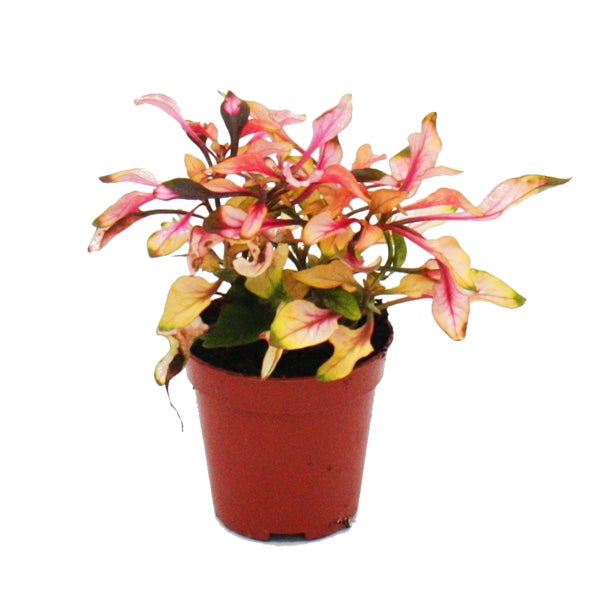 Mini-Pflanze Alternanthera dentata Josefsmantel Papageienblatt Ideal für kleine Schalen und Gläser Baby-Plant im 5,5cm Topf