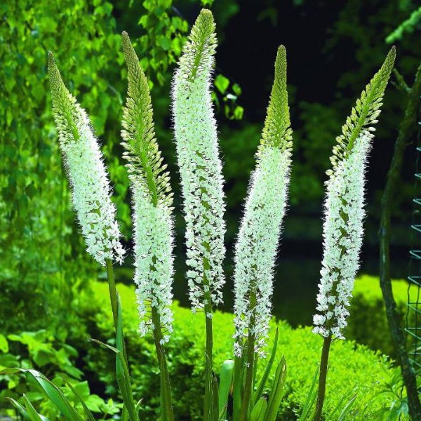 Gruppe von Fackellilien im Garten