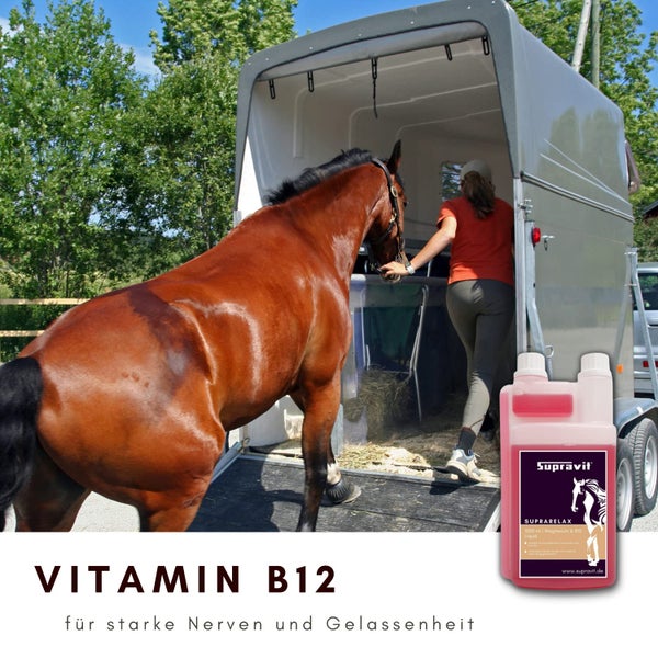 Pferd vor Pferdeanhänger mit einer Frau und einer Flasche Supravit Suprarelax Vitamin B12 Ergänzung