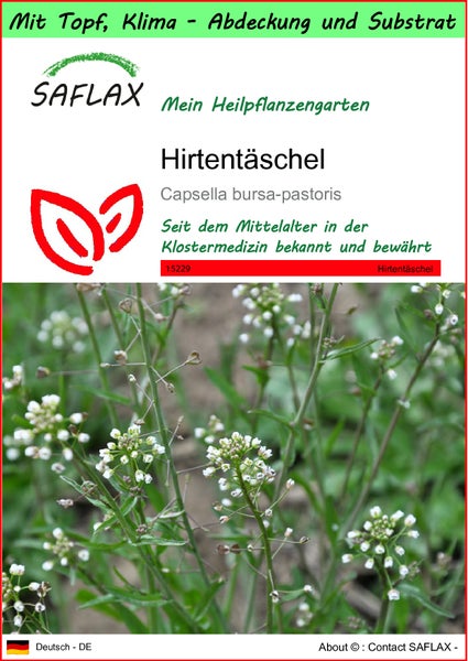 SAFLAX Garden to go - Hirtentäschel - Capsella bursa-pastoris - 1000 Samen - Mit Topf, Klima - Deckel und Anzuchtsubstrat